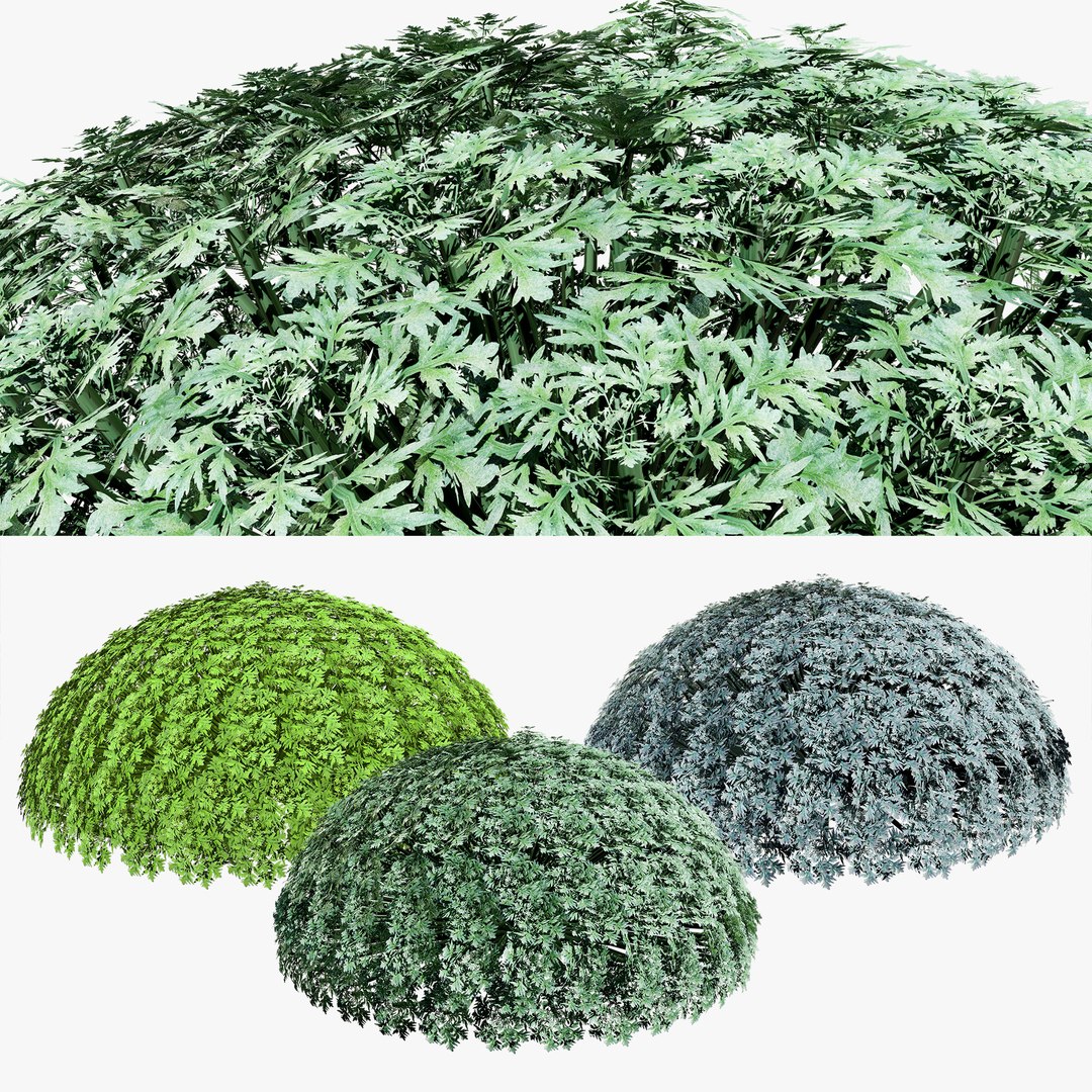 Artemisia schmidtiana Silver Mound 3d model 3D https://p.turbosquid.com/ts-thumb/b0/K4hCgX/ZE/search/jpg/1704123829/1920x1080/fit_q87/a603094d0fb2f37cd100617577e03497bcde2b43/search.jpg