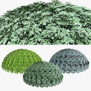 Artemisia schmidtiana Silver Mound 3d model 3D