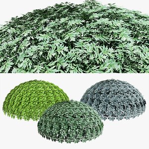 Artemisia schmidtiana Silver Mound 3d model