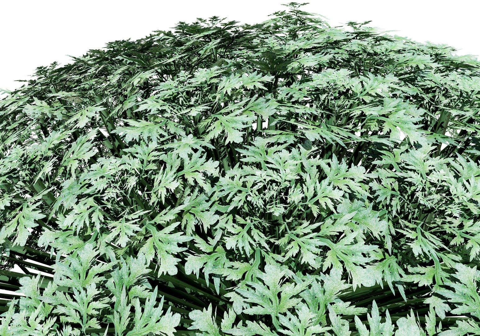 Artemisia schmidtiana Silver Mound 3d model 3D https://p.turbosquid.com/ts-thumb/b0/K4hCgX/eD/artemisia_spring07/jpg/1704123842/1920x1080/fit_q87/62a9ebb1963531bf678b7cdb32c4a37eaca33890/artemisia_spring07.jpg