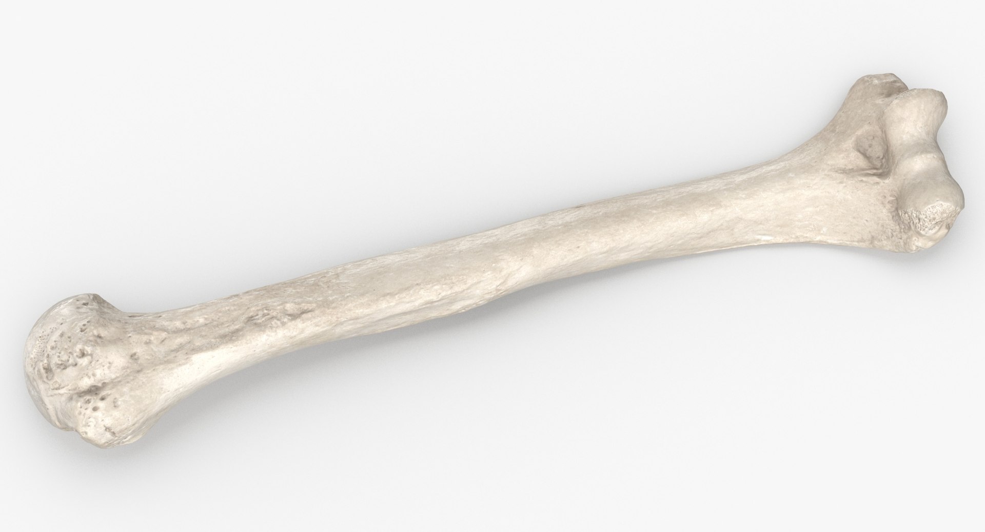 3D model Human Arm Hand and Foot Bones Collection White - 24 models https://p.turbosquid.com/ts-thumb/b0/MniVOx/1e/human_humerus_bone_01_white_thumbnail_0004/jpg/1626247400/1920x1080/fit_q87/2b02d31a7fc62722ab8fc5e0f0f0491f5490f83c/human_humerus_bone_01_white_thumbnail_0004.jpg