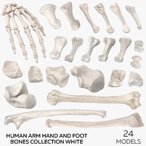 3D model Human Arm Hand and Foot Bones Collection White - 24 models