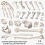 Human Arm Hand and Foot Bones Collection White - 24 models