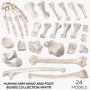 Human Arm Hand and Foot Bones Collection White - 24 models