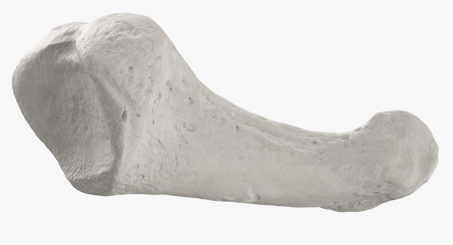 3D model Human Arm Hand and Foot Bones Collection White - 24 models https://p.turbosquid.com/ts-thumb/b0/MniVOx/8O/proximal_phalanx_bone_of_fourth_toe_01_white_thumbnail_0007/jpg/1626247510/1920x1080/fit_q87/7ec802145abb64886c0a504f4e15757cfc28dd9c/proximal_phalanx_bone_of_fourth_toe_01_white_thumbnail_0007.jpg