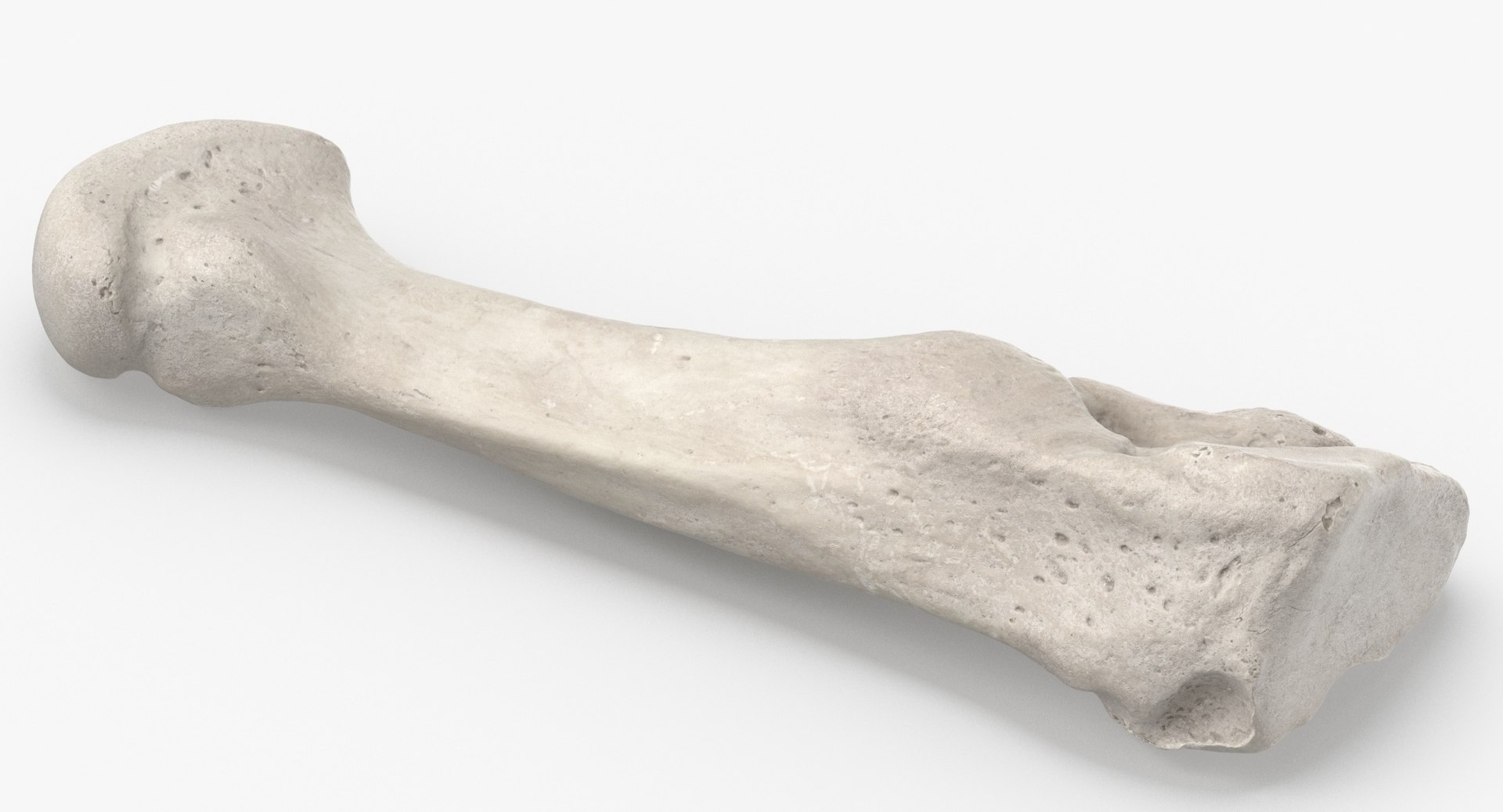 3D model Human Arm Hand and Foot Bones Collection White - 24 models https://p.turbosquid.com/ts-thumb/b0/MniVOx/BA/second_metatarsal_bone_01_white_thumbnail_0005/jpg/1626247512/1920x1080/fit_q87/07b31014a111c248687fd078281f6c5a83bc4a5a/second_metatarsal_bone_01_white_thumbnail_0005.jpg
