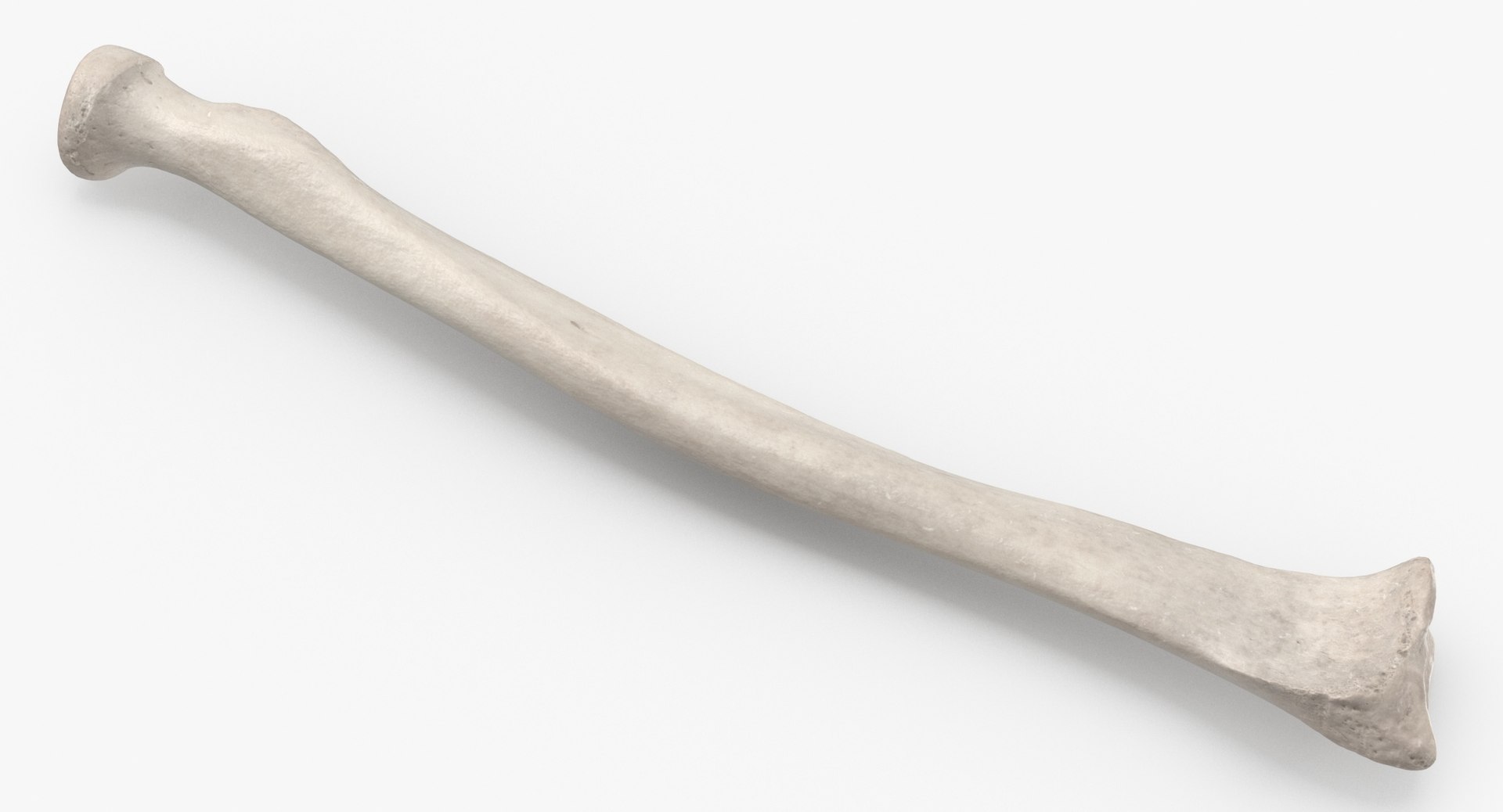 3D model Human Arm Hand and Foot Bones Collection White - 24 models https://p.turbosquid.com/ts-thumb/b0/MniVOx/Ds/human_radius_radial_bone_01_white_thumbnail_0003/jpg/1626247399/1920x1080/fit_q87/c8591f058936a83bf4616461bdecb435d9b69931/human_radius_radial_bone_01_white_thumbnail_0003.jpg