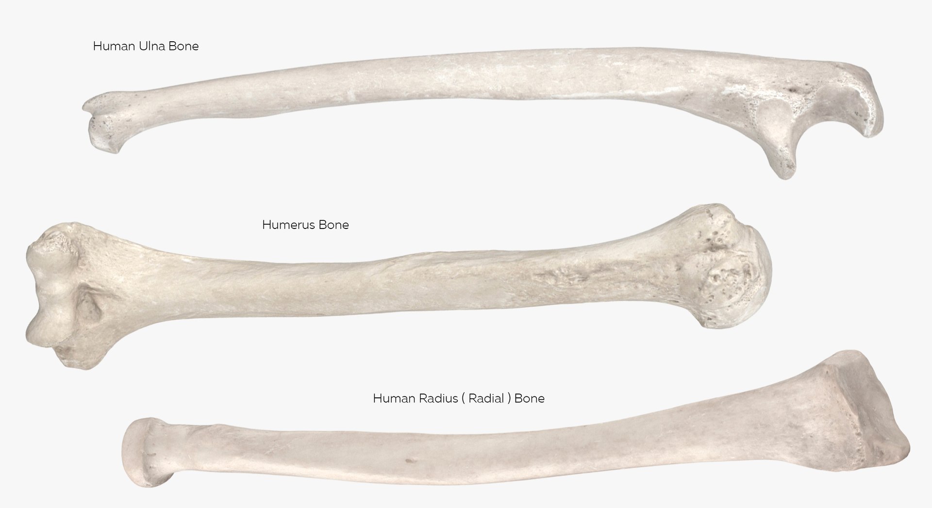 3D model Human Arm Hand and Foot Bones Collection White - 24 models https://p.turbosquid.com/ts-thumb/b0/MniVOx/Dv/6s/jpg/1626247259/1920x1080/fit_q87/73417fadce2f83d86f613ae37c59cd5e67cf8d10/6s.jpg
