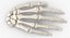 Human Arm Hand and Foot Bones Collection White - 24 models