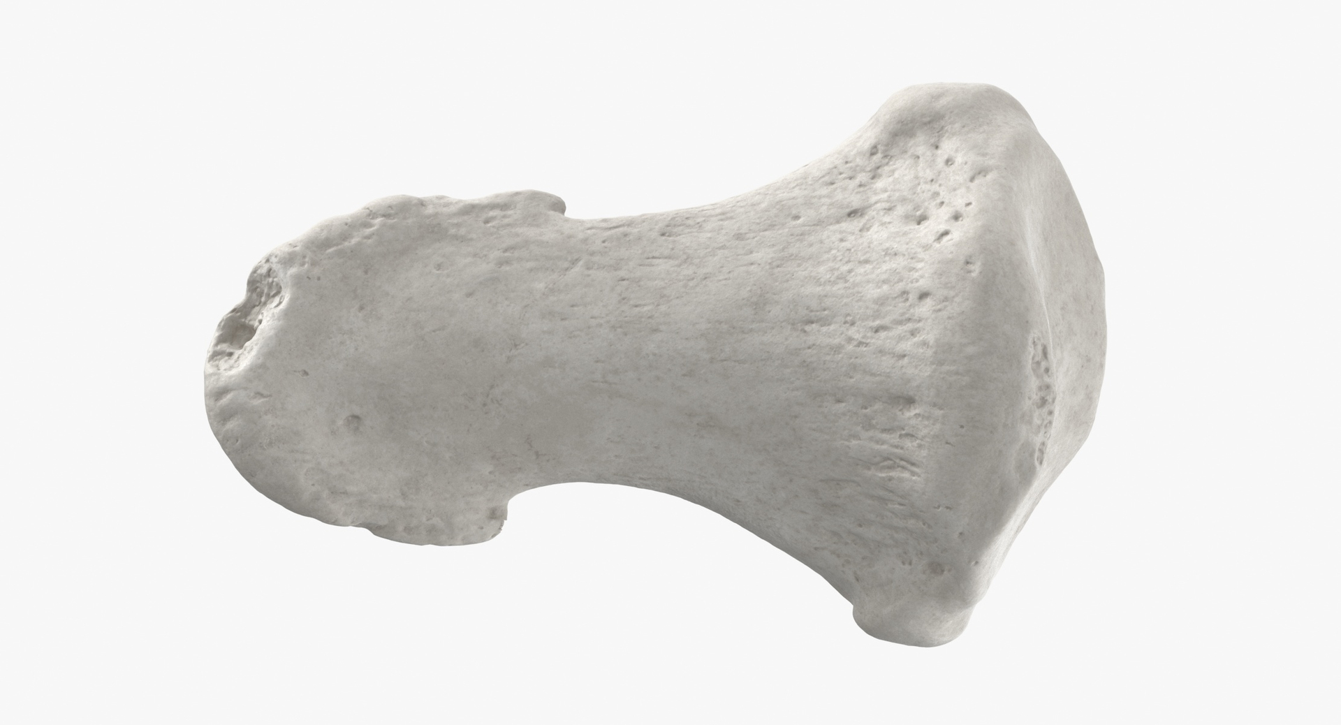 3D model Human Arm Hand and Foot Bones Collection White - 24 models https://p.turbosquid.com/ts-thumb/b0/MniVOx/Gx/0000/jpg/1590747770/1920x1080/turn_fit_q99/5d75f81f157991dd36b5b98bed2b51b0ac7d763f/0000-1.jpg