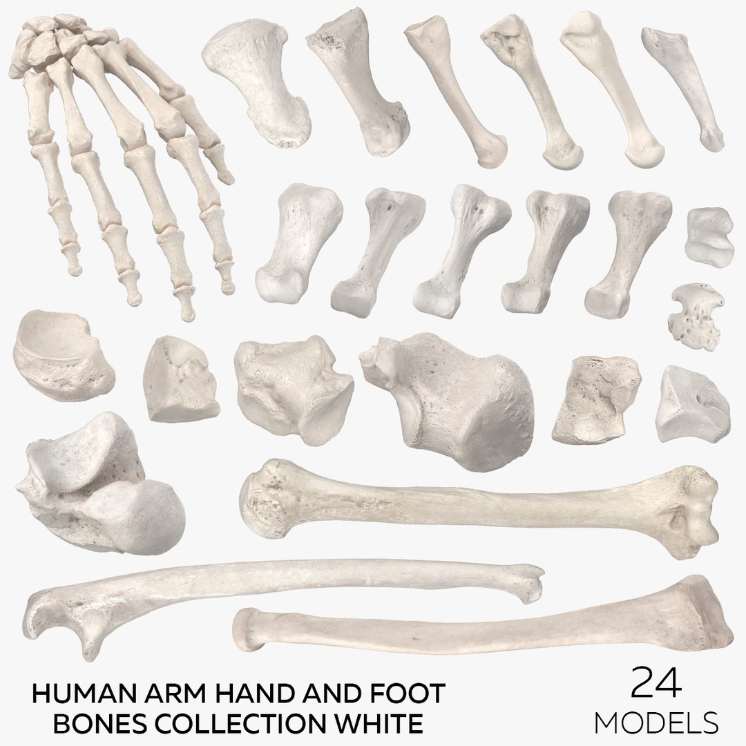 3D model Human Arm Hand and Foot Bones Collection White - 24 models https://p.turbosquid.com/ts-thumb/b0/MniVOx/Nw/square/jpg/1626247162/1920x1080/fit_q87/f73d6554260132c19465c2b784d392128add5e78/square.jpg