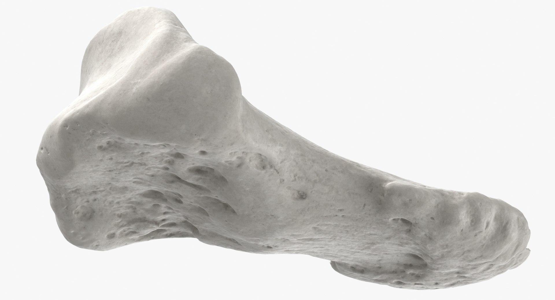 3D model Human Arm Hand and Foot Bones Collection White - 24 models https://p.turbosquid.com/ts-thumb/b0/MniVOx/OX/distal_phalanx_bone_of_big_toe_01_white_001_thumbnail_0007.jpgd7674b66a6864170be49f2606982f87edefaulthq/jpg/1626247514/1920x1080/fit_q87/6147356de90ca491ab5880c7b5eeee928b125200/distal_phalanx_bone_of_big_toe_01_white_001_thumbnail_0007.jpgd7674b66a6864170be49f2606982f87edefaulthq.jpg