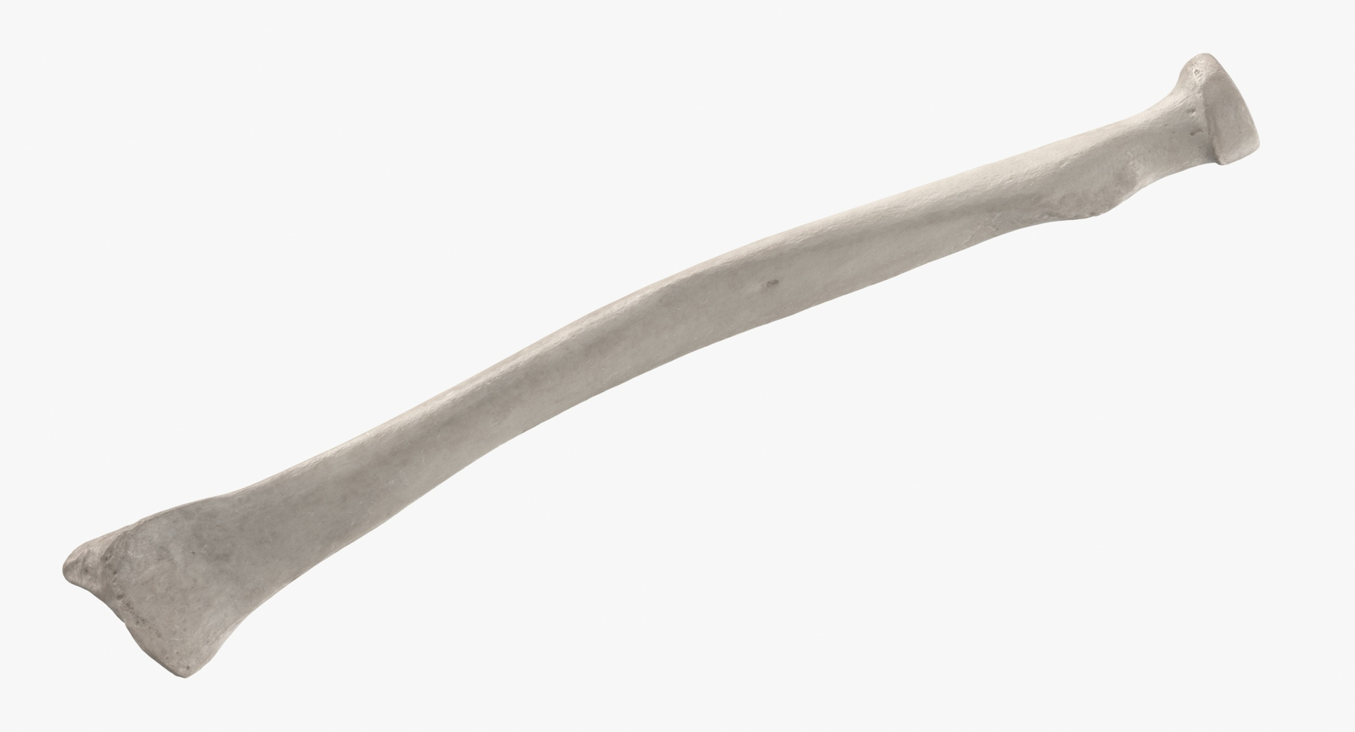 3D model Human Arm Hand and Foot Bones Collection White - 24 models https://p.turbosquid.com/ts-thumb/b0/MniVOx/b2/0000/jpg/1587628761/1920x1080/turn_fit_q99/70f32c35250d4bc2574410dc412fb60ec79af36a/0000-1.jpg