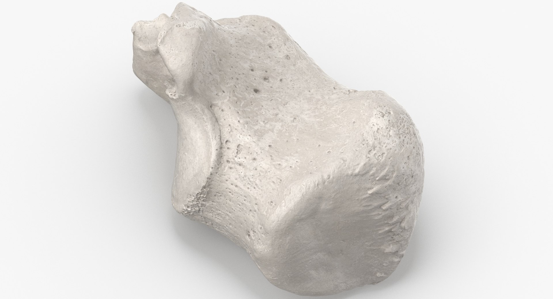 3D model Human Arm Hand and Foot Bones Collection White - 24 models https://p.turbosquid.com/ts-thumb/b0/MniVOx/k4/calcaneus_bone_01_white_thumbnail_0002/jpg/1626247569/1920x1080/fit_q87/8ec3ee060f4840970a0ddfcd919e113ebc264b7a/calcaneus_bone_01_white_thumbnail_0002.jpg