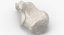 Human Arm Hand and Foot Bones Collection White - 24 models