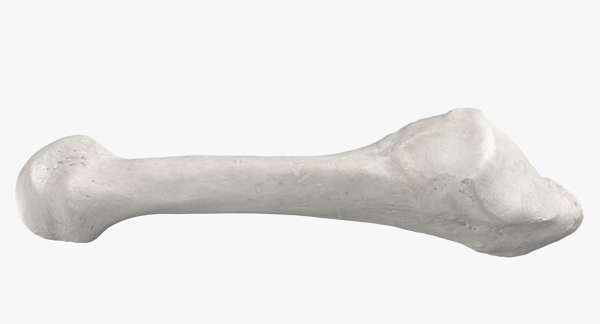 3D model Human Arm Hand and Foot Bones Collection White - 24 models https://p.turbosquid.com/ts-thumb/b0/MniVOx/kU/0000/jpg/1588577230/1920x1080/turn_fit_q99/39b82f35e4693a12c6fa345ca0d38abb9fcc673d/0000-1.jpg