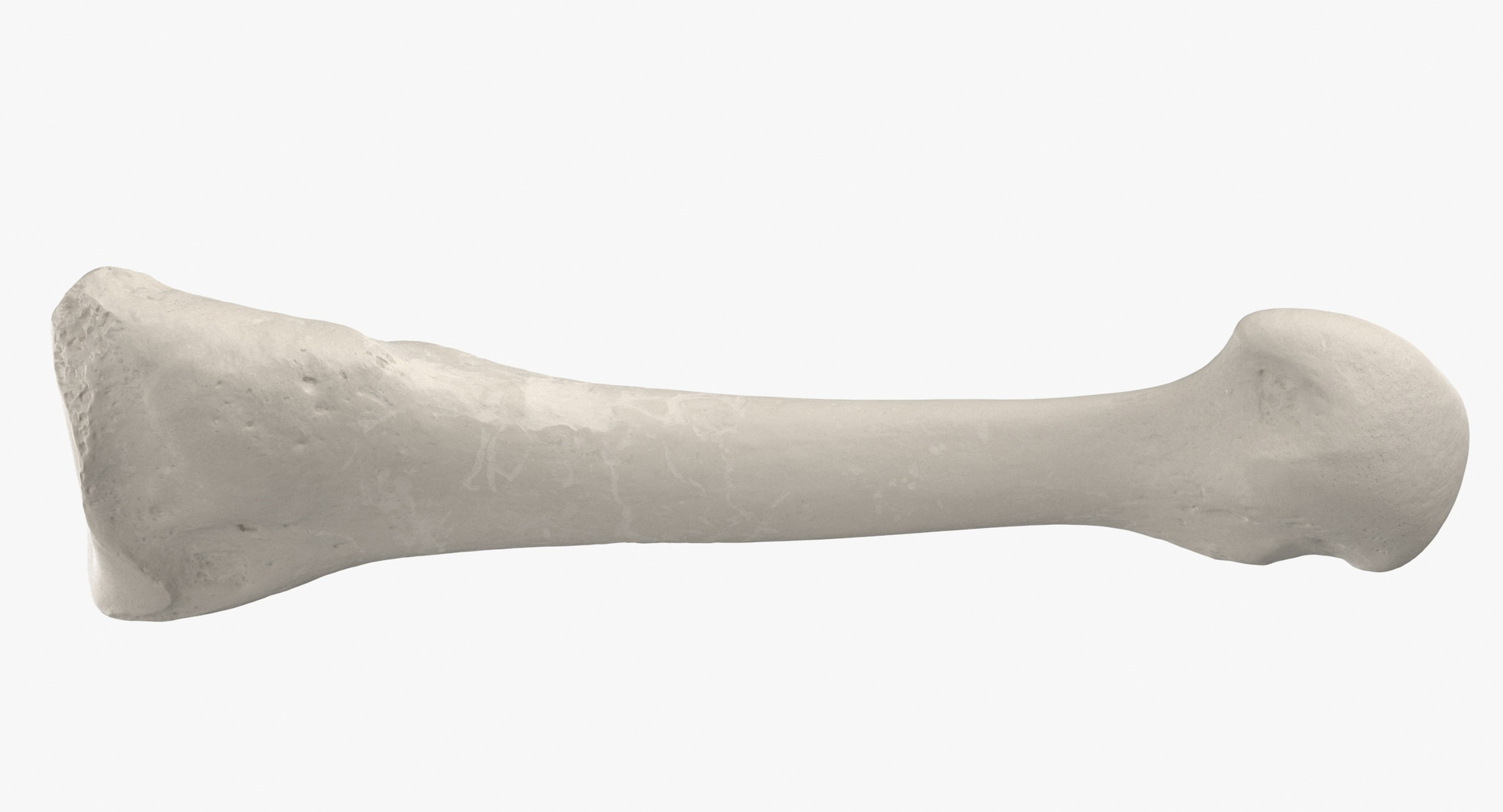 3D model Human Arm Hand and Foot Bones Collection White - 24 models https://p.turbosquid.com/ts-thumb/b0/MniVOx/r1/0000/jpg/1587976800/1920x1080/turn_fit_q99/0e484beda2610c15330814b56d7c77414cb4273e/0000-1.jpg