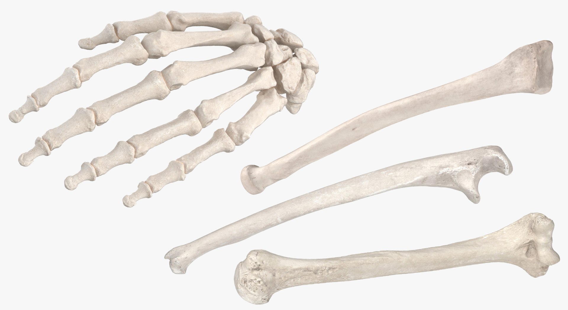 3D model Human Arm Hand and Foot Bones Collection White - 24 models https://p.turbosquid.com/ts-thumb/b0/MniVOx/rw/3/jpg/1626247258/1920x1080/fit_q87/4ae4d0959e57cba04aae2db7e8154813daa49e96/3.jpg