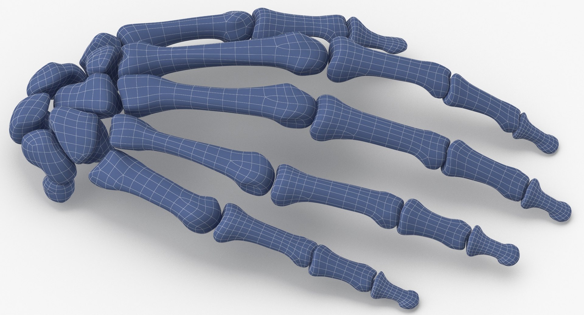 3D model Human Arm Hand and Foot Bones Collection White - 24 models https://p.turbosquid.com/ts-thumb/b0/MniVOx/tN/human_hand_bones_anatomy_01_wireframe_0003/jpg/1626247656/1920x1080/fit_q87/50684d0d28844b1c0d1d3ab5166aa648ba539bcd/human_hand_bones_anatomy_01_wireframe_0003.jpg