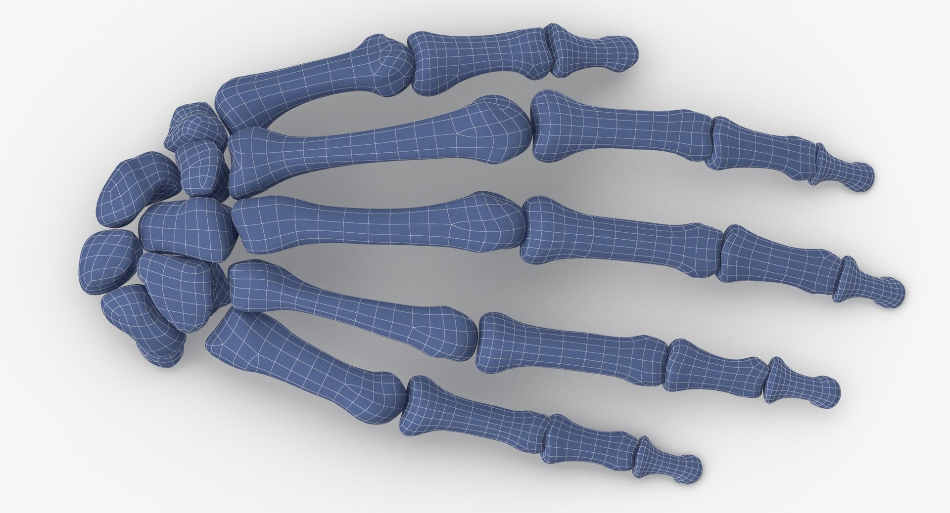 3D model Human Arm Hand and Foot Bones Collection White - 24 models https://p.turbosquid.com/ts-thumb/b0/MniVOx/vz/human_hand_bones_anatomy_01_wireframe_0006/jpg/1626247656/1920x1080/fit_q87/88ffa0a17783649b677e405626255a3140bcef4d/human_hand_bones_anatomy_01_wireframe_0006.jpg