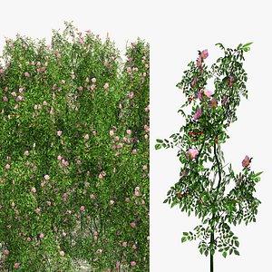 Dog Rose Flower Meadow 3D model