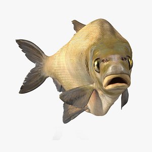 3D model Bronze Bream Fish Rigged for Maya