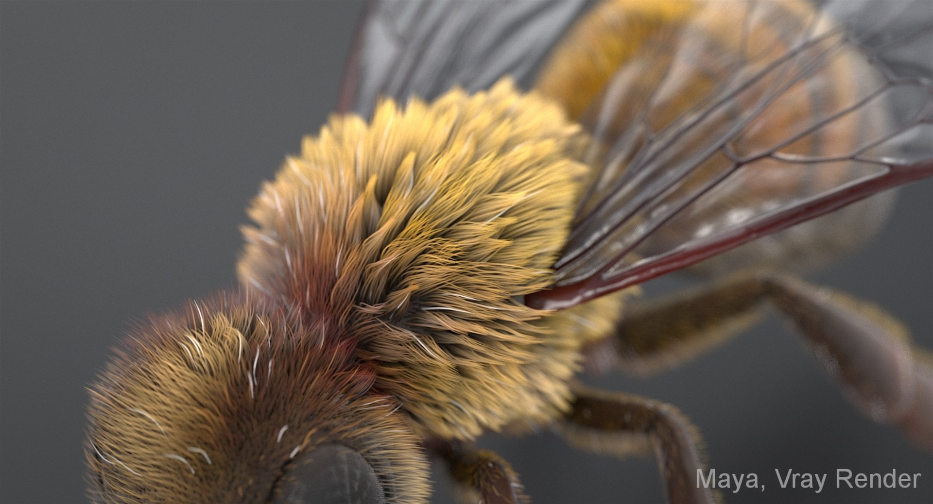 3D realistic bee real https://p.turbosquid.com/ts-thumb/b0/UQO5ub/8AU0uQdy/beemayavraya_07/jpg/1547647228/1920x1080/fit_q87/e259bb92be114118a10a796ad86ae35ffa578b2c/beemayavraya_07.jpg