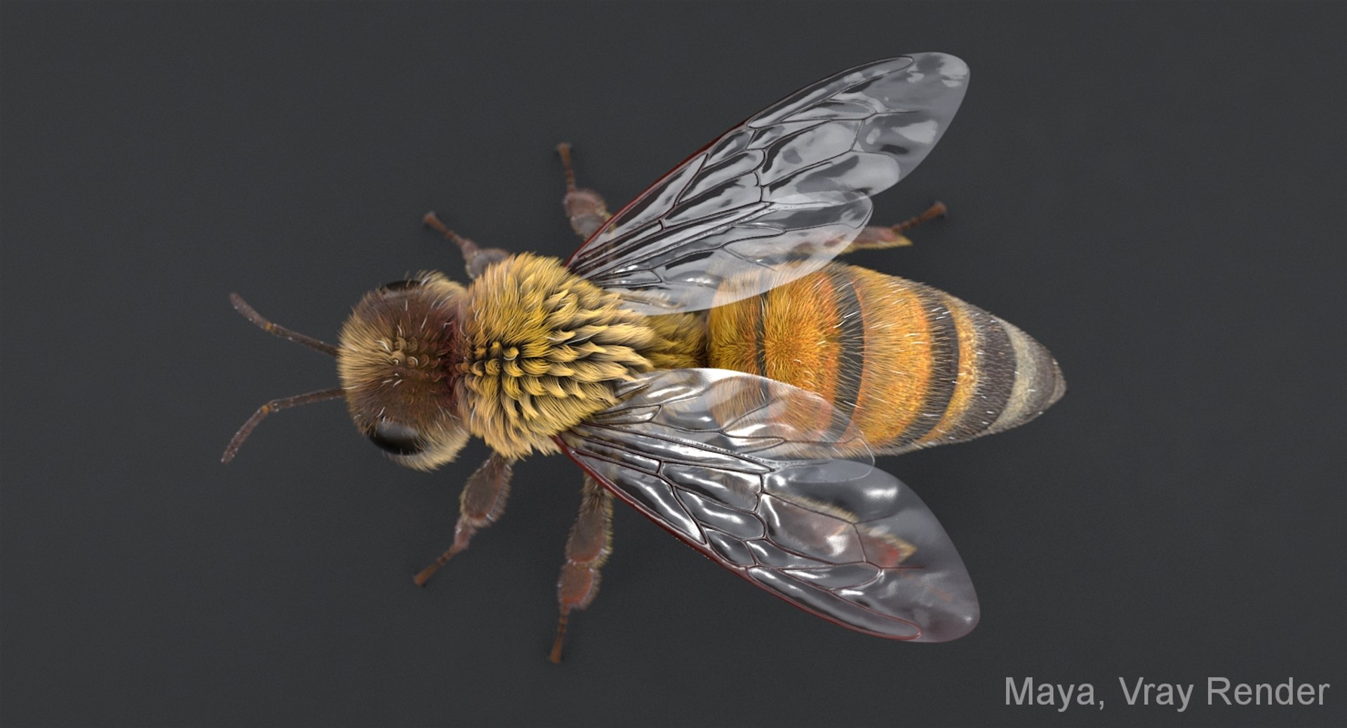 3D realistic bee real https://p.turbosquid.com/ts-thumb/b0/UQO5ub/Nb0BFqjT/beemayavraya_05/jpg/1547647228/1920x1080/fit_q87/14f1122dd3902ffc10a86dceeb1785c6aa98afac/beemayavraya_05.jpg