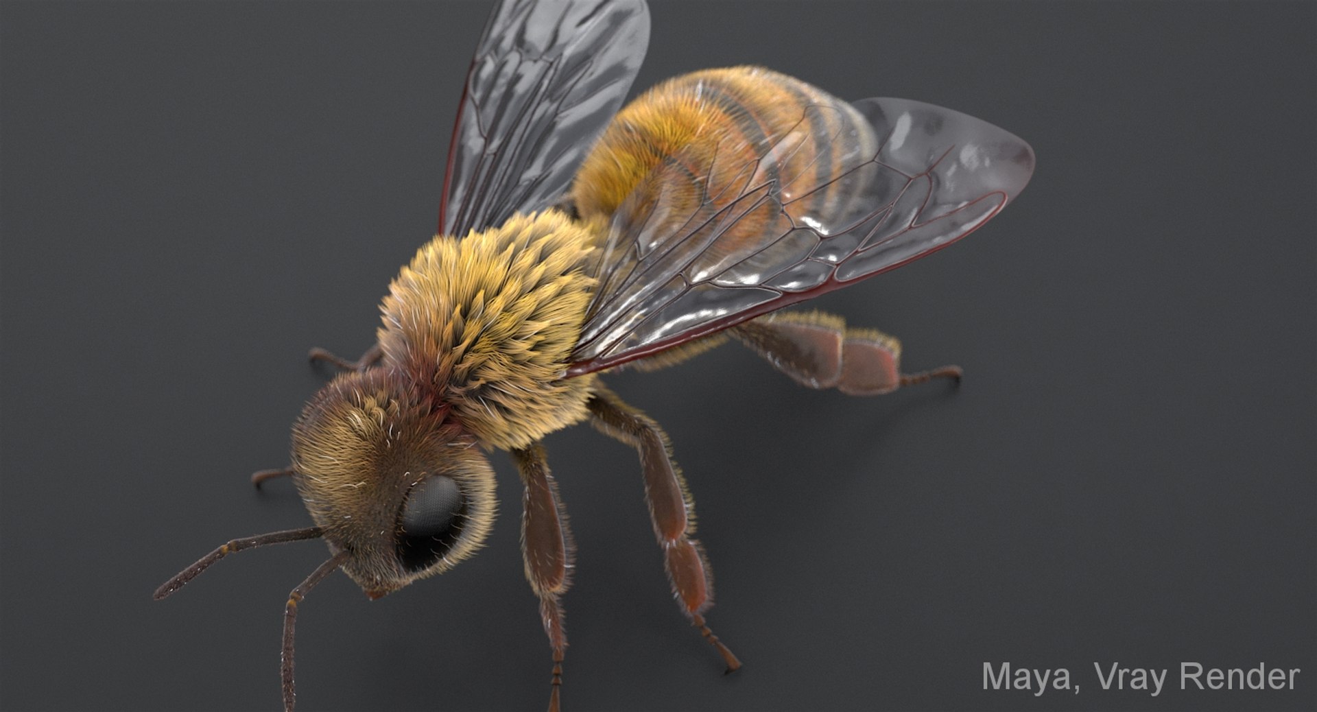 3D realistic bee real https://p.turbosquid.com/ts-thumb/b0/UQO5ub/NyFg7iGA/beemayavraya_04/jpg/1547647228/1920x1080/fit_q87/763949e8b9b14d52654906457dbde8a492011e96/beemayavraya_04.jpg