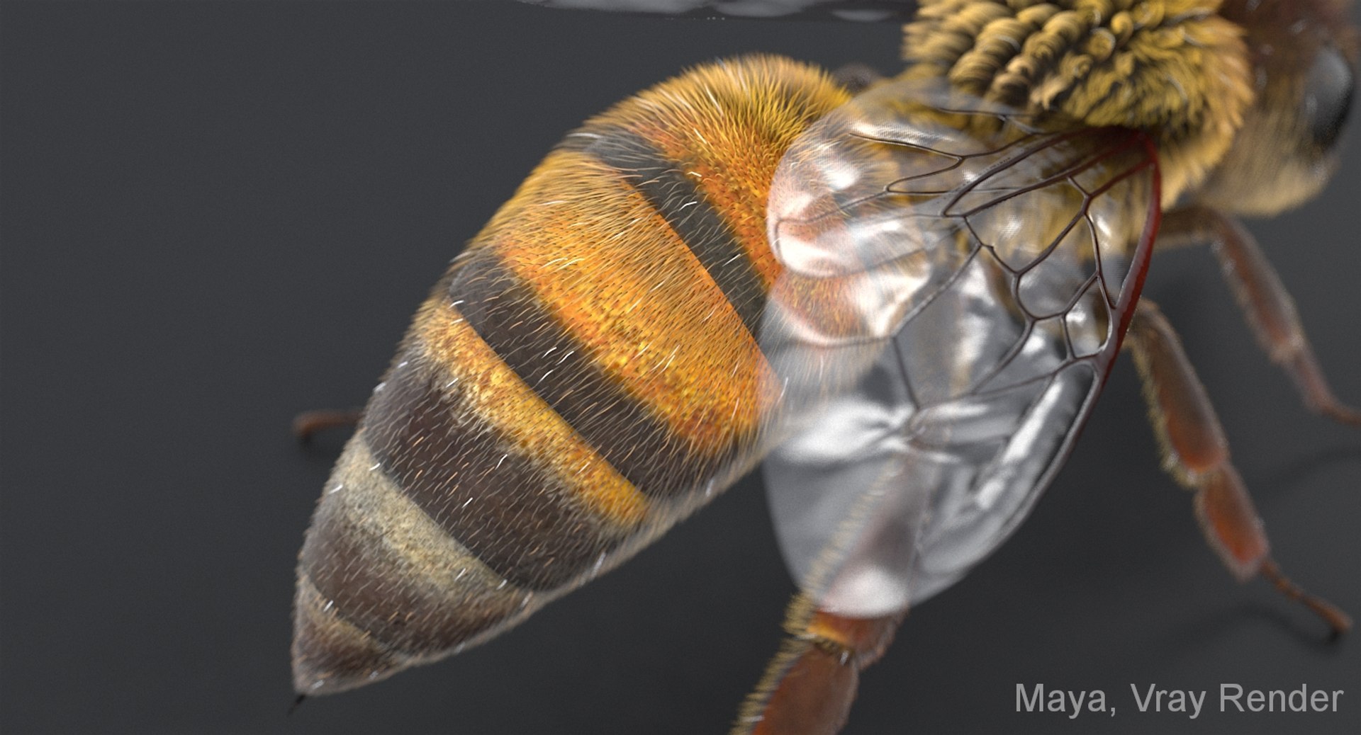 3D realistic bee real https://p.turbosquid.com/ts-thumb/b0/UQO5ub/Zkq8R02h/beemayavraya_09/jpg/1547647228/1920x1080/fit_q87/c44b3b40f4a53b303ec32bc6b598850cd4f276ba/beemayavraya_09.jpg