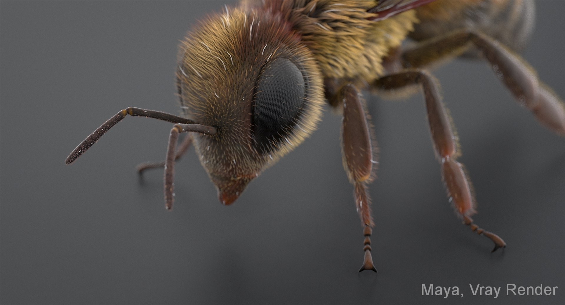 3D realistic bee real https://p.turbosquid.com/ts-thumb/b0/UQO5ub/cAVTo41K/beemayavraya_06/jpg/1547647228/1920x1080/fit_q87/e6595d9fc280e5d066a8d1e911a5e04c3b3e3b01/beemayavraya_06.jpg