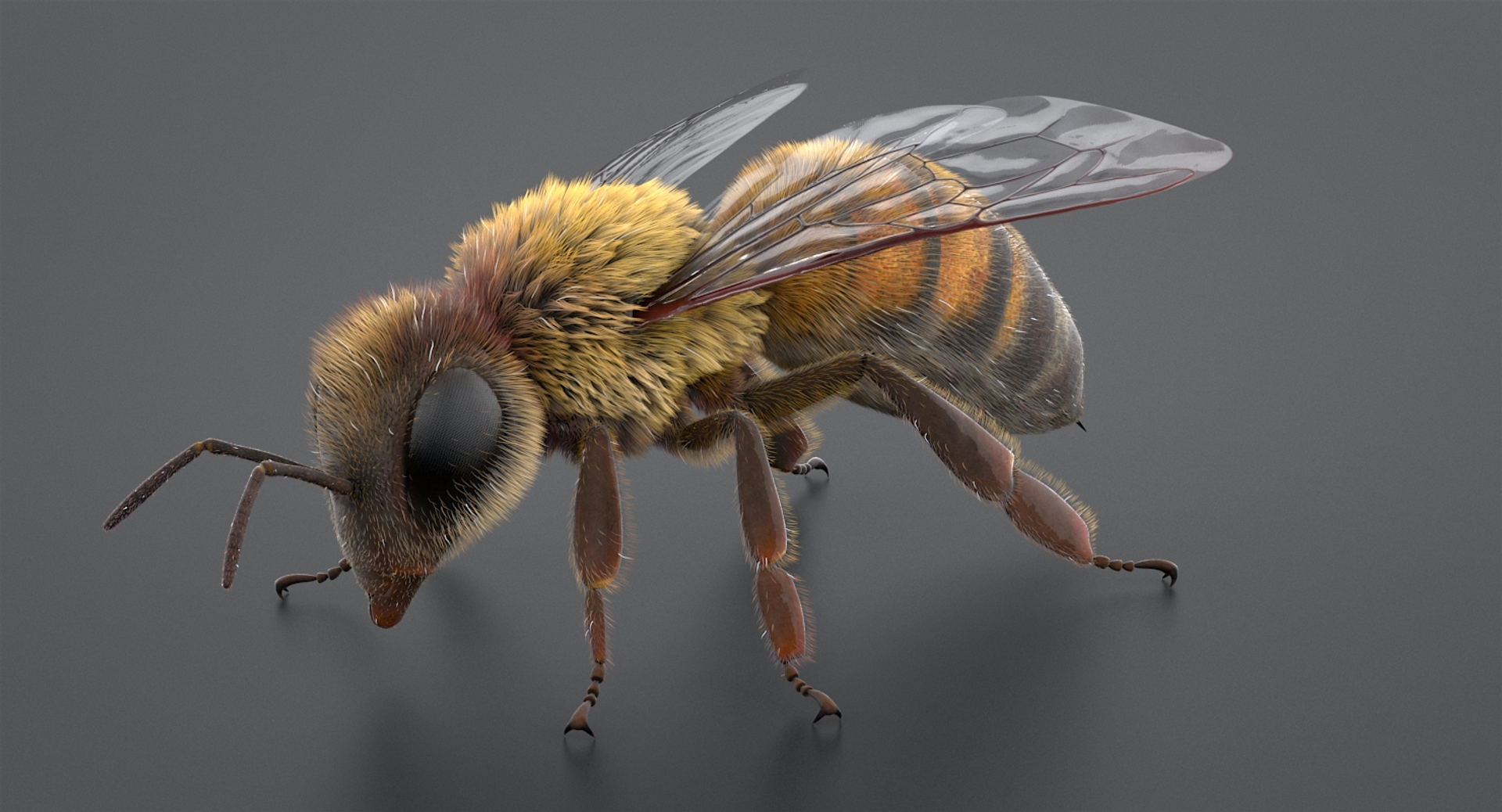 3D realistic bee real https://p.turbosquid.com/ts-thumb/b0/UQO5ub/g36PkN9P/beemayatba/jpg/1547647411/1920x1080/turn_fit_q99/3ad67e45540a9da74b286757b834d2ffa1fc3108/beemayatba-1.jpg