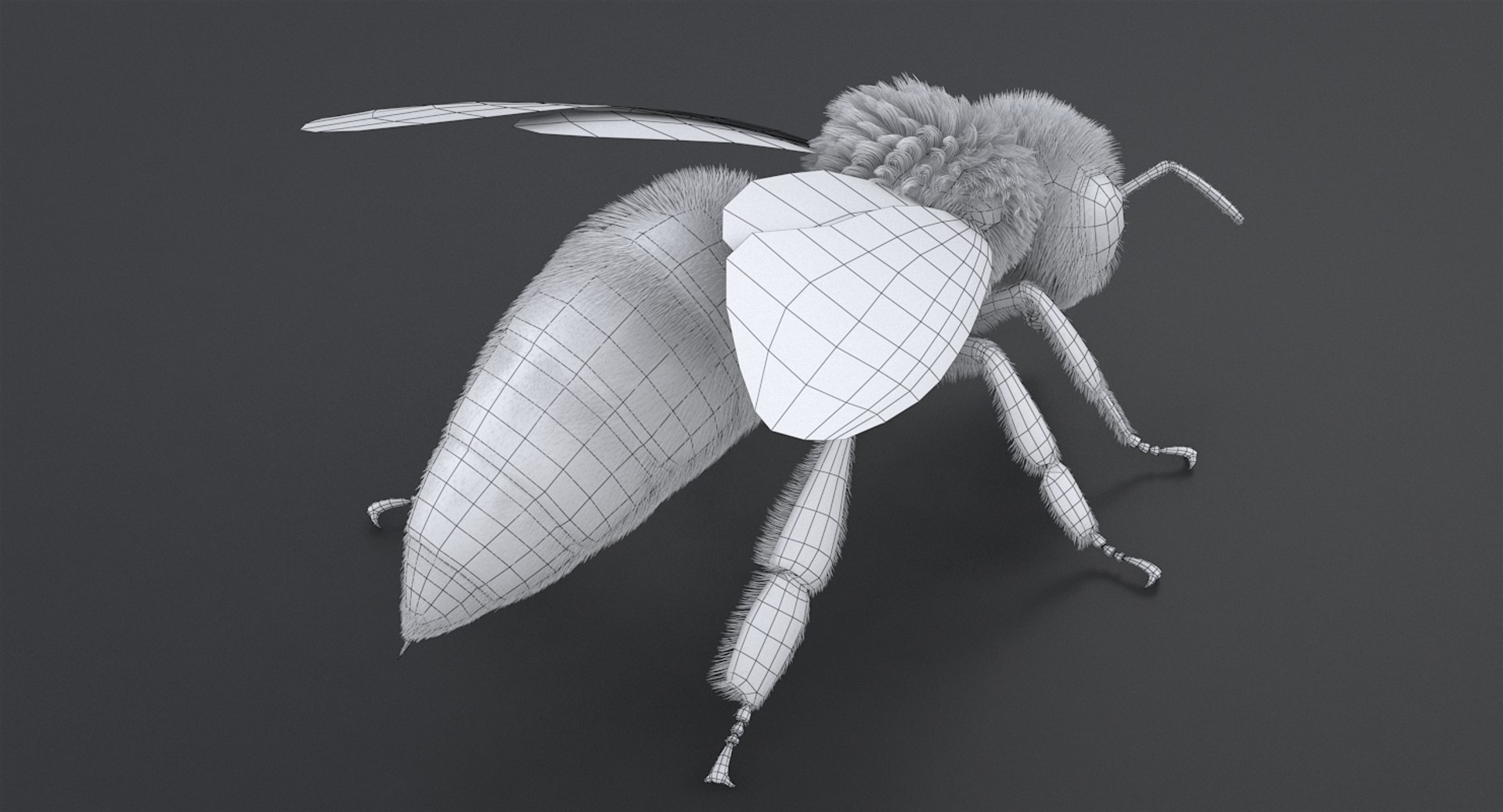 3D realistic bee real https://p.turbosquid.com/ts-thumb/b0/UQO5ub/i5Qupgfs/beemayavraya_12/jpg/1547647228/1920x1080/fit_q87/28c9e1ef1d41785a6ca4d4e705e3d7ed2e49994e/beemayavraya_12.jpg