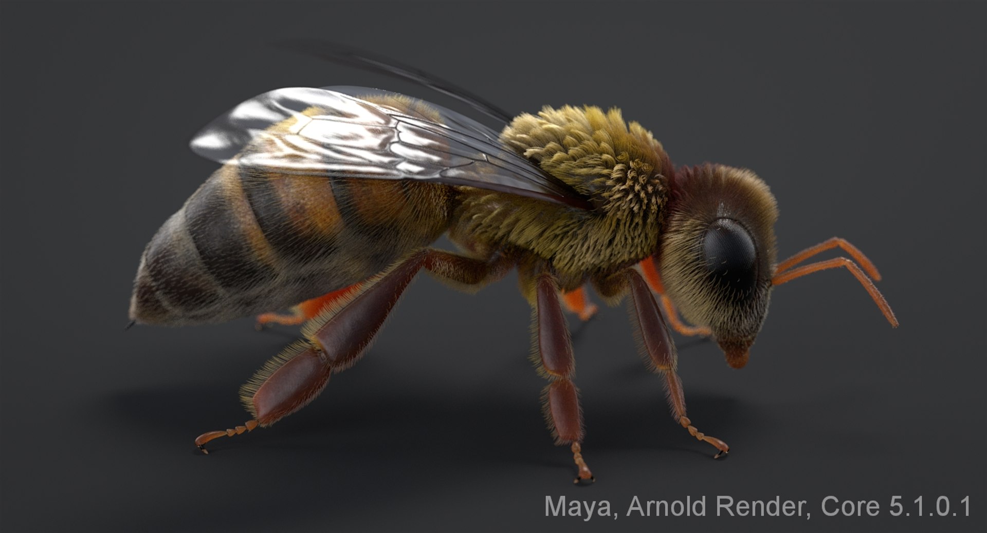 3D realistic bee real https://p.turbosquid.com/ts-thumb/b0/UQO5ub/rL6xOFRQ/beemayaarnold_02/jpg/1547647235/1920x1080/fit_q87/393e0393b9ed9dd8d685680c37de0fb610a05ac5/beemayaarnold_02.jpg