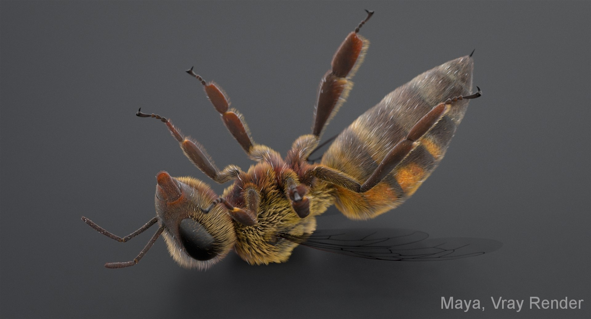 3D realistic bee real https://p.turbosquid.com/ts-thumb/b0/UQO5ub/uAZWYFbV/beemayavraya_10/jpg/1547647228/1920x1080/fit_q87/b013b83df866d734d523e55acd59a59b69d8afc3/beemayavraya_10.jpg