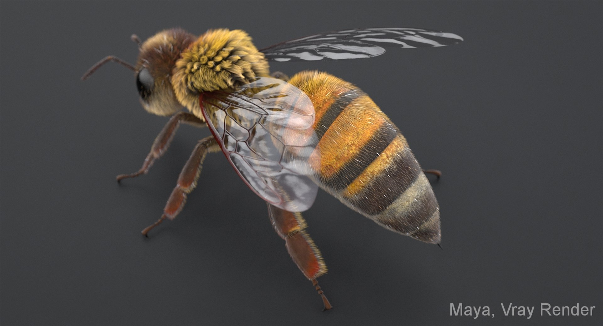 3D realistic bee real https://p.turbosquid.com/ts-thumb/b0/UQO5ub/wYh3HqcJ/beemayavraya_03/jpg/1547647227/1920x1080/fit_q87/ca3f84958d959b777acf2c810fe4829816dd90f6/beemayavraya_03.jpg