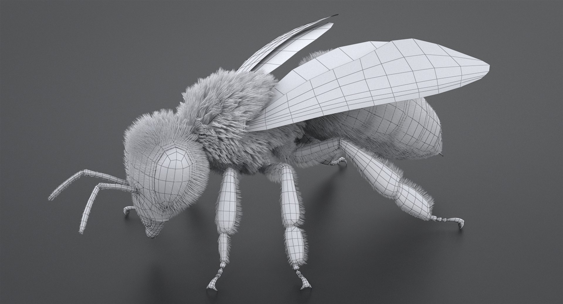 3D realistic bee real https://p.turbosquid.com/ts-thumb/b0/UQO5ub/zhg0M9Gj/beemayavraya_11/jpg/1547647228/1920x1080/fit_q87/3fc0325046bc32c5189912b2610539989704c996/beemayavraya_11.jpg