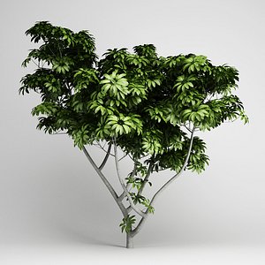 3d umbrella tree 07 model
