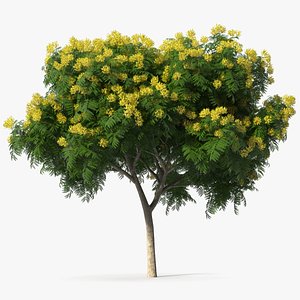 Copperpod Yellow Flame Tree with Flowers