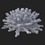 koral acropora v4