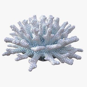 coral acropora v4 3D