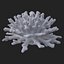 koral acropora v4