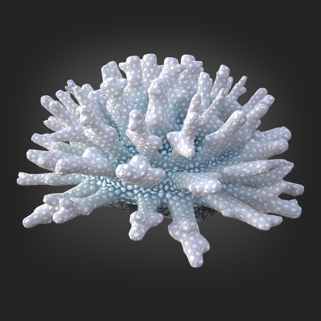 coral acropora v4 3D https://p.turbosquid.com/ts-thumb/b0/hiWJxL/JG3kAP2D/08/jpg/1518186245/1920x1080/fit_q87/37dd3549d69b927f465febd193fa152a3a4c0914/08.jpg