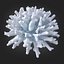 koral acropora v4