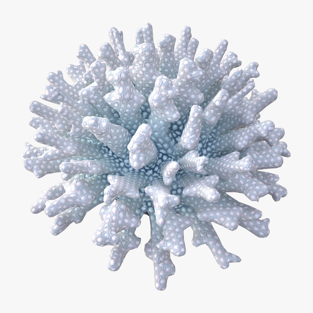 coral acropora v4 3D https://p.turbosquid.com/ts-thumb/b0/hiWJxL/VzJc7AFz/06/jpg/1518186245/1920x1080/fit_q87/3f68e6e878d92753a2705ed04eeb088ea49443e7/06.jpg