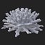 koral acropora v4