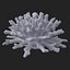 koral acropora v4