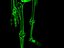 bones skeleton 3d model