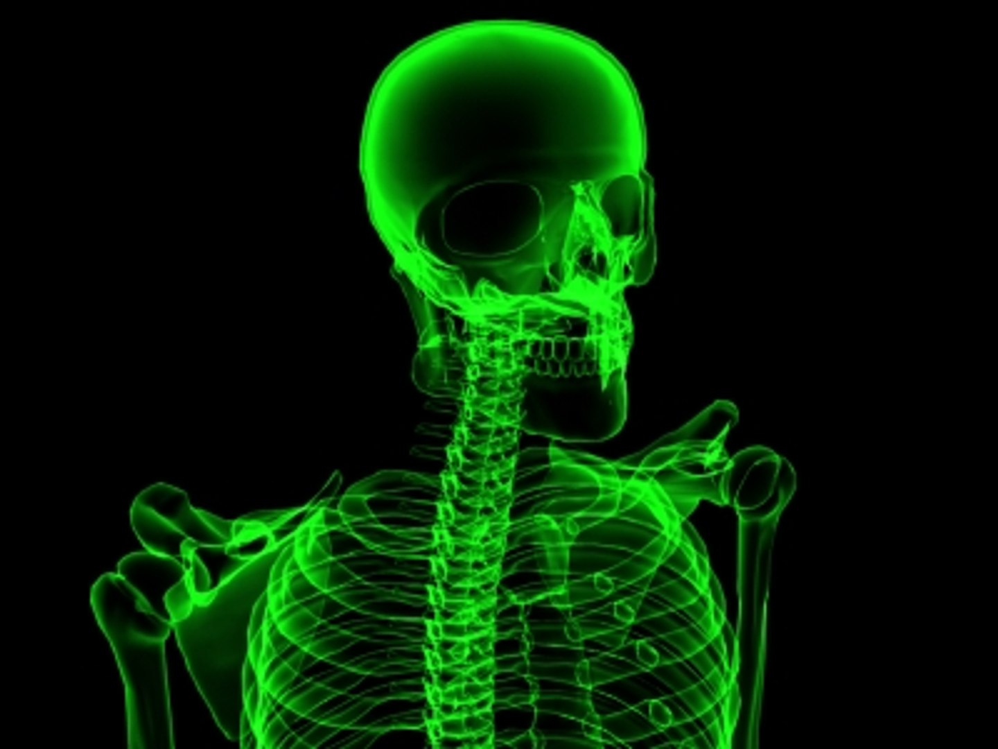 Bones Skeleton 3d Model