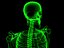 bones skeleton 3d model